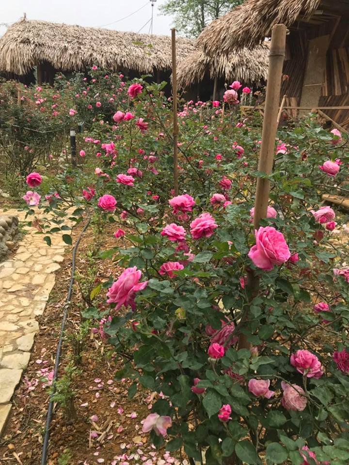Một góc vườn hồng với vô vàn bông hoa hồng tươi sắc