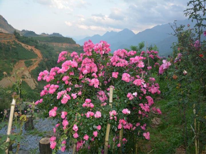 Nhiều giống hoa hồng cổ lên đến hàng chục năm