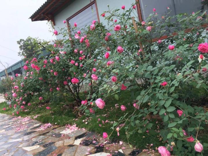Hoa hồng với nhiều giống hoa xen kẽ nhau